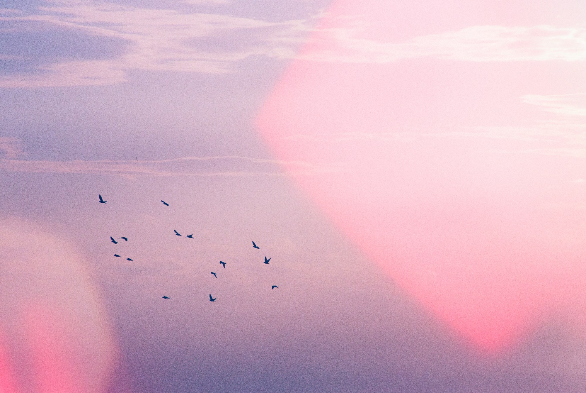 Birds flying across a peaceful pastel sky